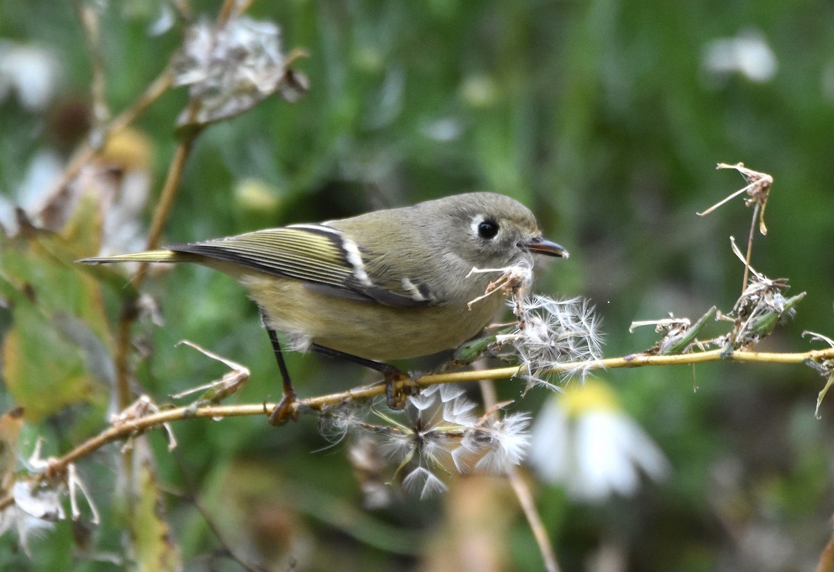 Ruby-crowned Kinglet - ML643011083