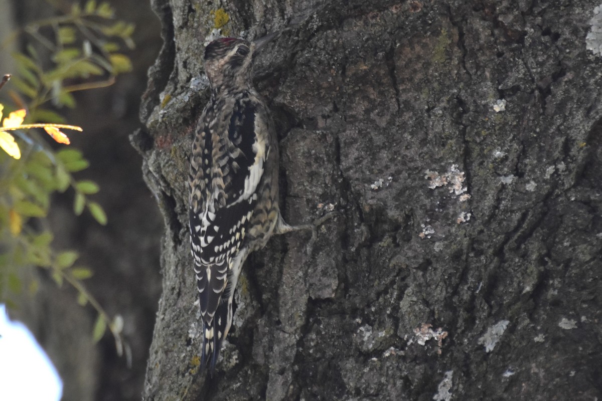 Yellow-bellied Sapsucker - ML643011092