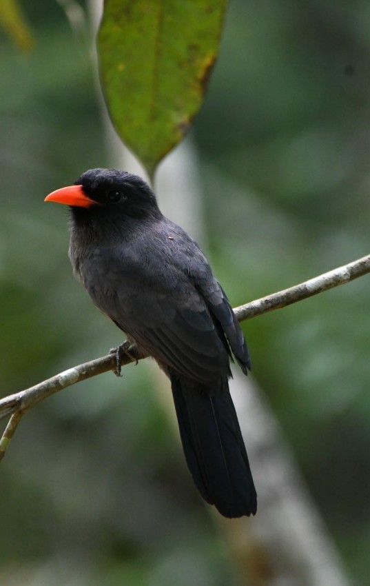 Black-fronted Nunbird - ML643011126