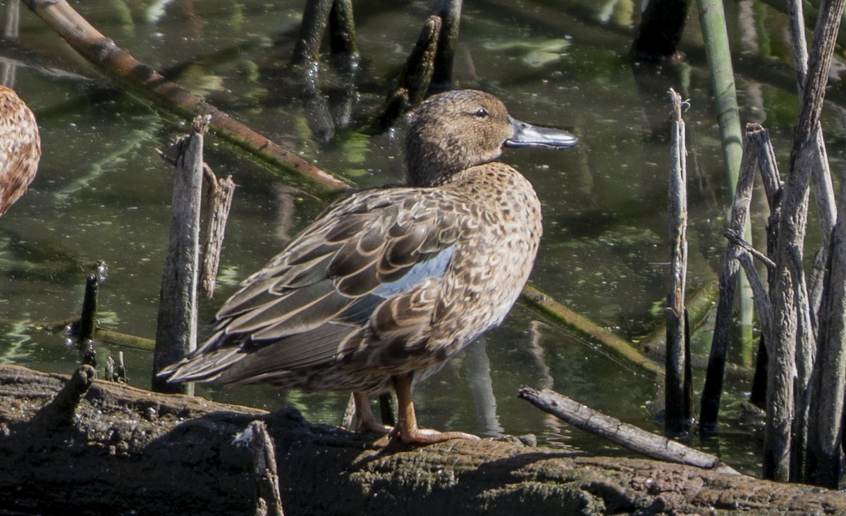 Cinnamon Teal - ML643011131