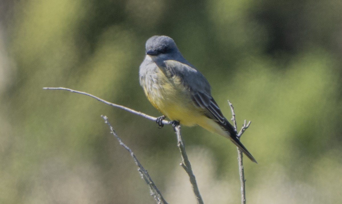 Cassin's Kingbird - ML643011159