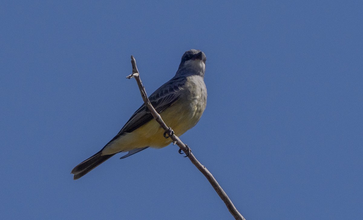 Cassin's Kingbird - ML643011160