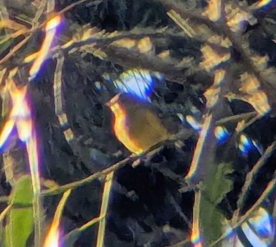 Magnolia Warbler - ML643011173