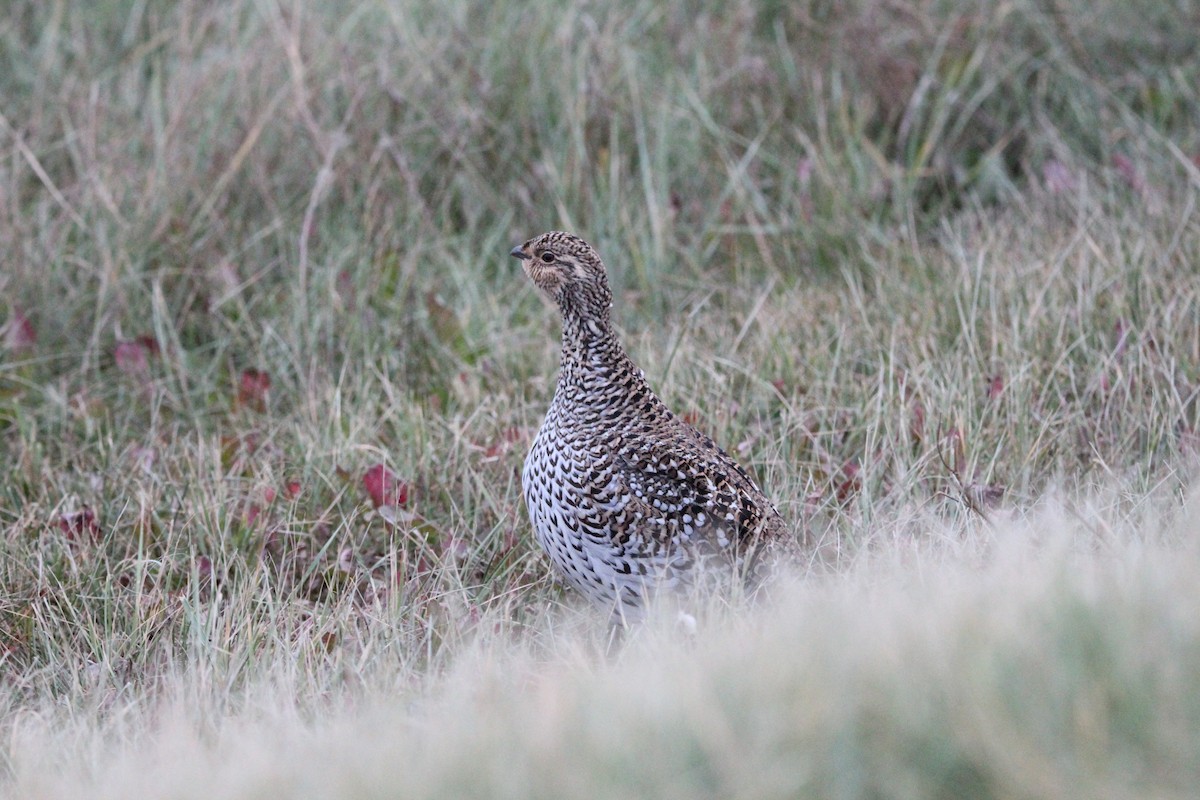 Sharp-tailed Grouse - ML643011197