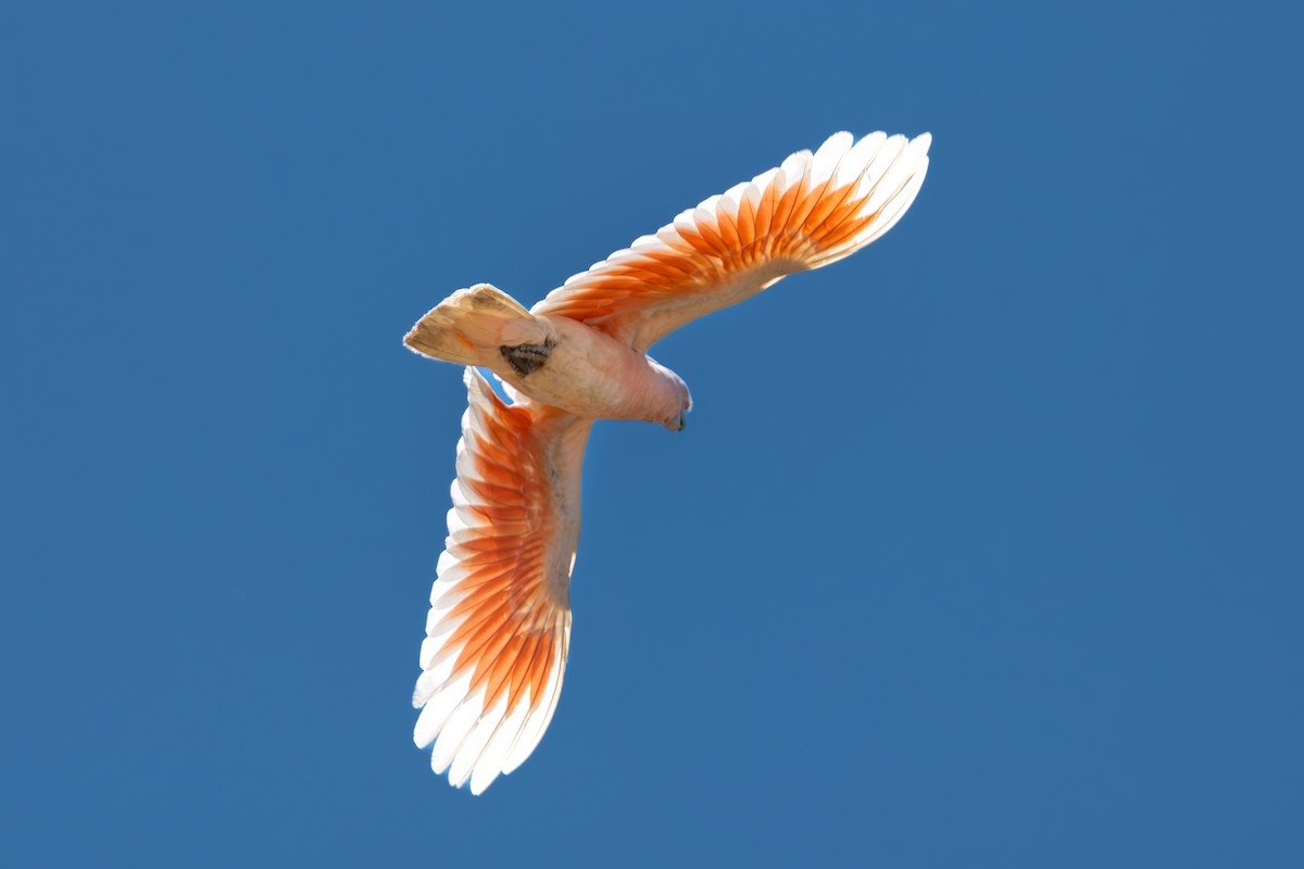 Pink Cockatoo - ML643011219