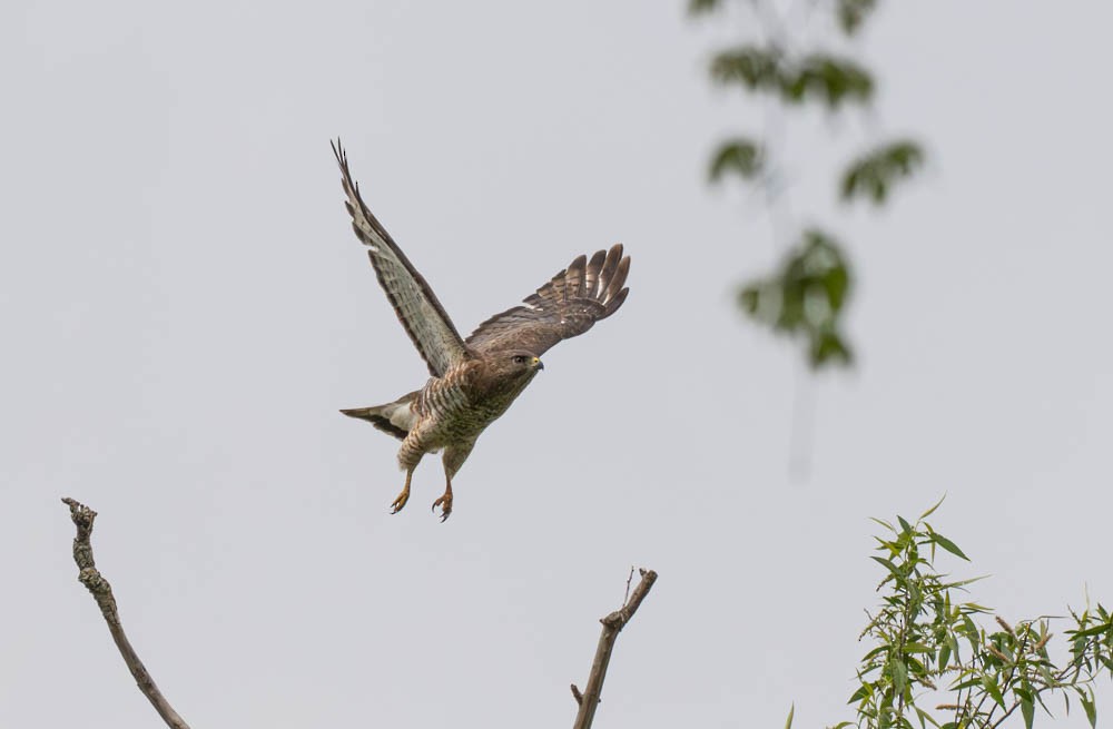 Broad-winged Hawk - ML643011224