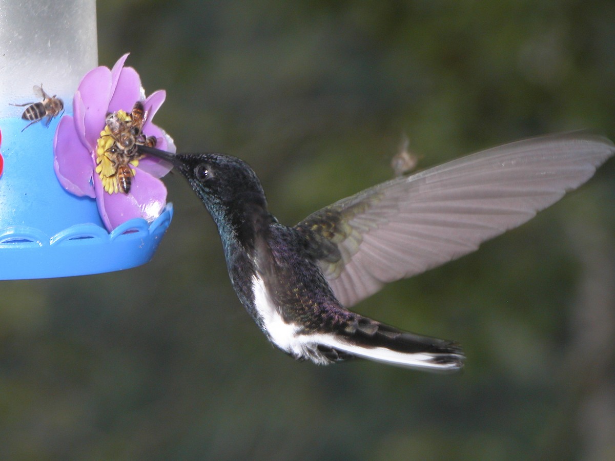 Colibri demi-deuil - ML643011225