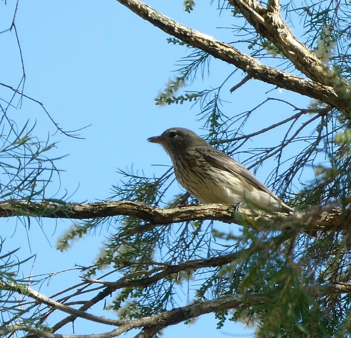 Rufous Whistler - ML643011230