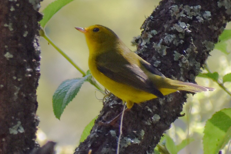Wilson's Warbler - ML643011231