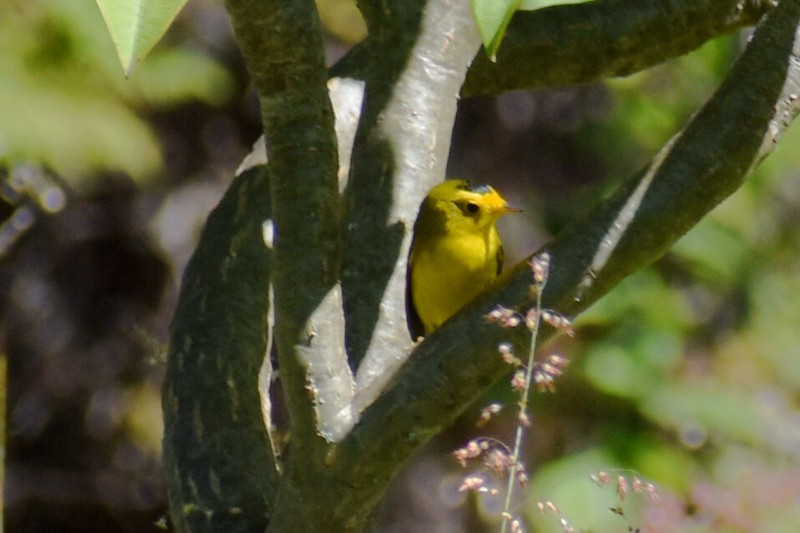 Wilson's Warbler - ML643011232