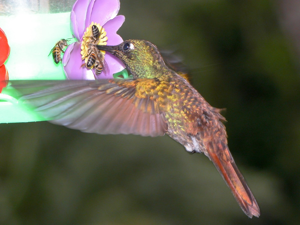 Colibri rubis-émeraude - ML643011234