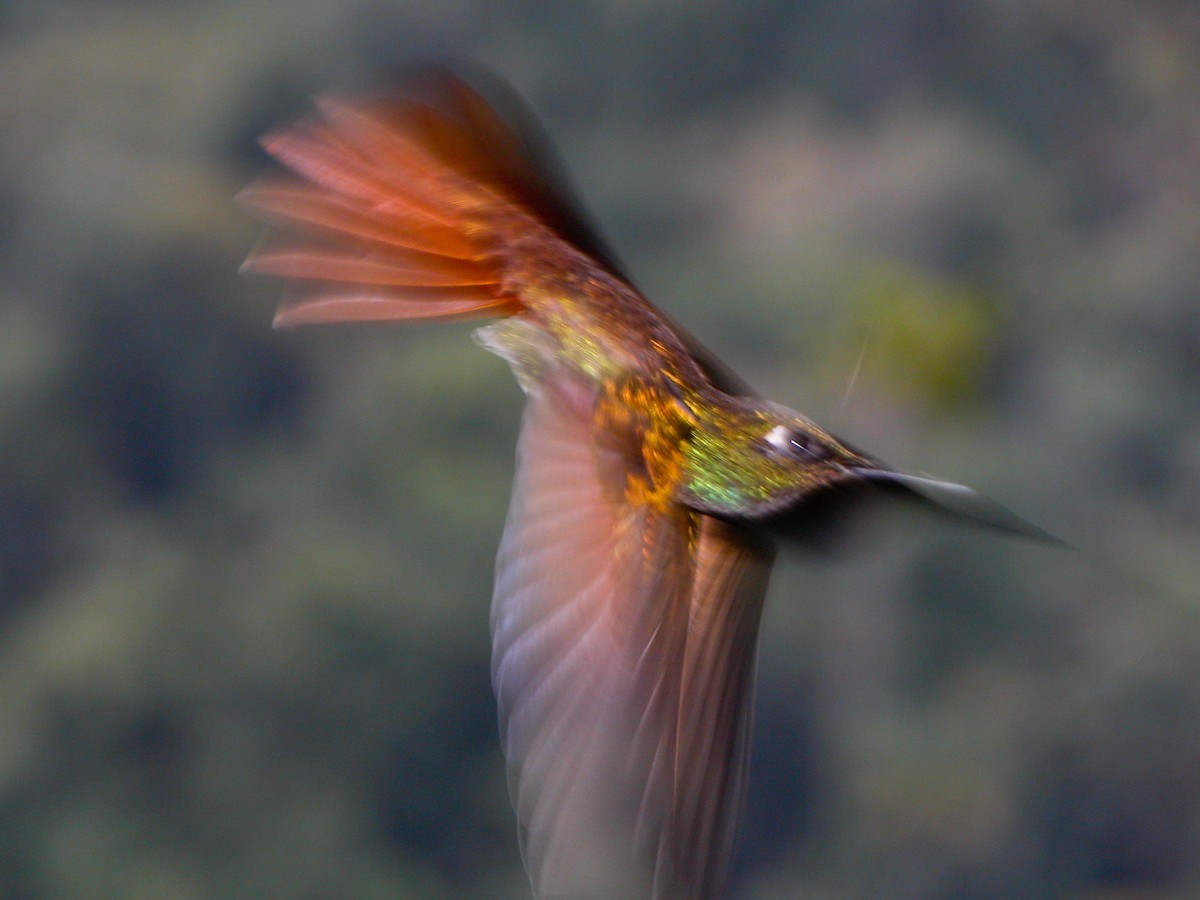 Colibri rubis-émeraude - ML643011235