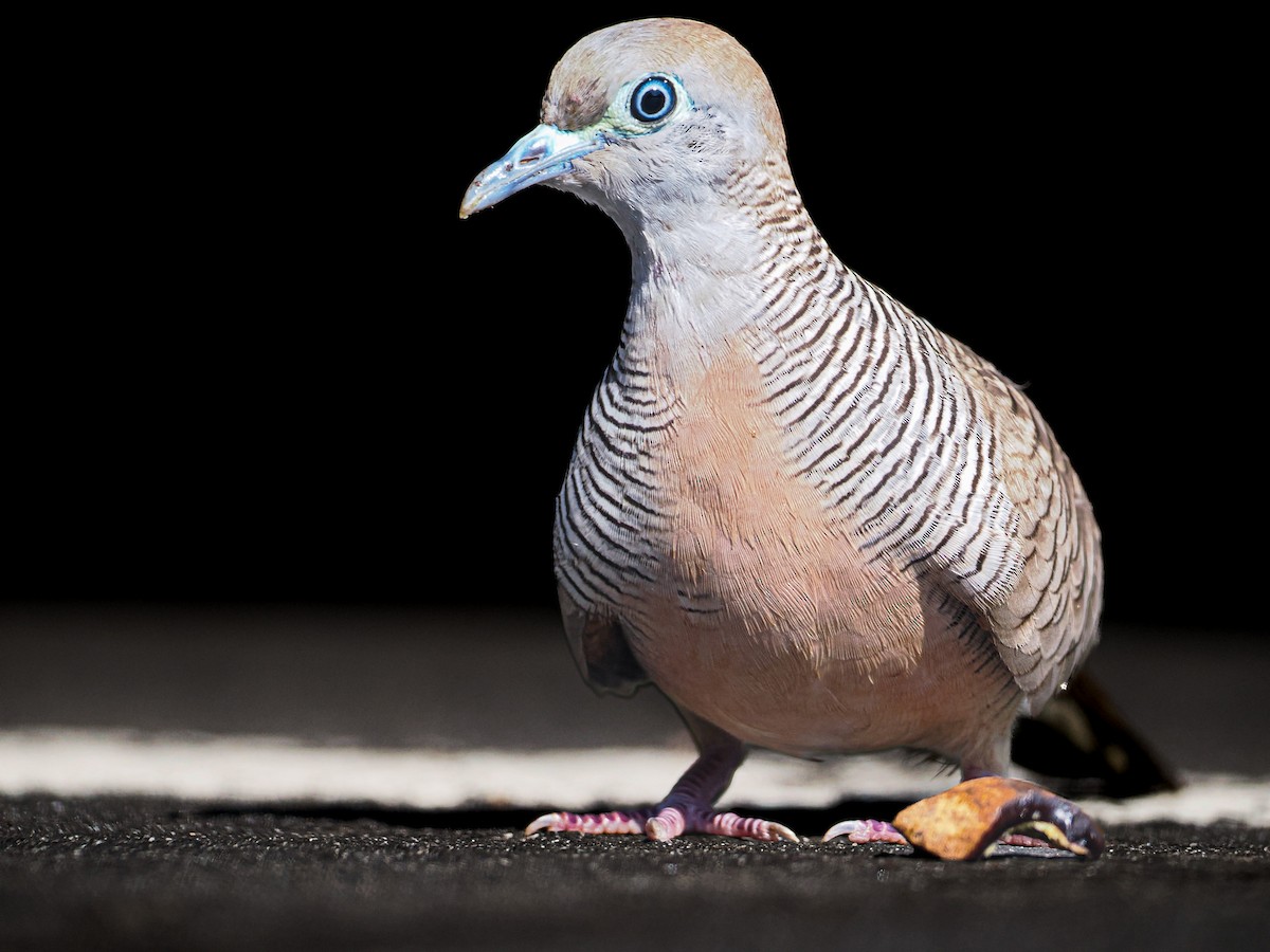 Zebra Dove - ML643011240