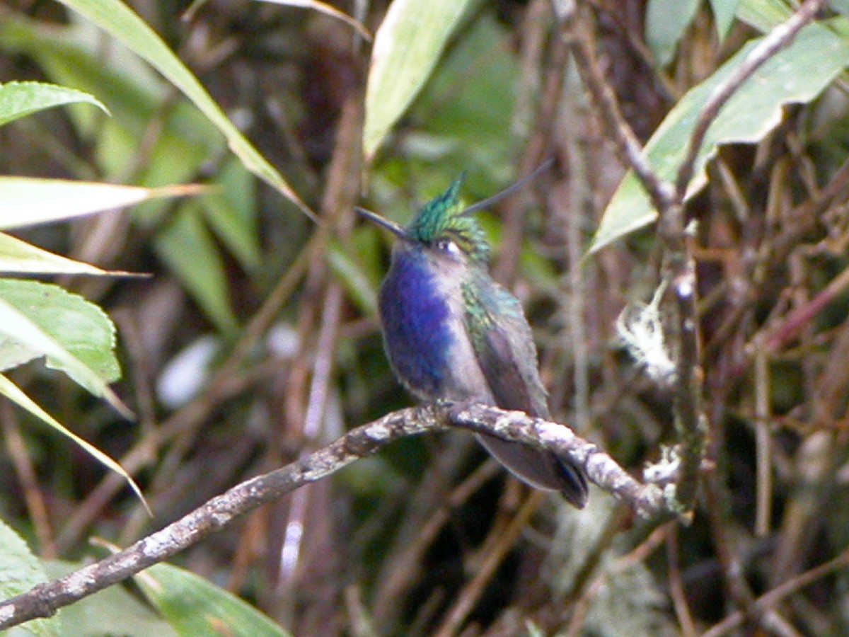 Colibri de Delalande - ML643011241
