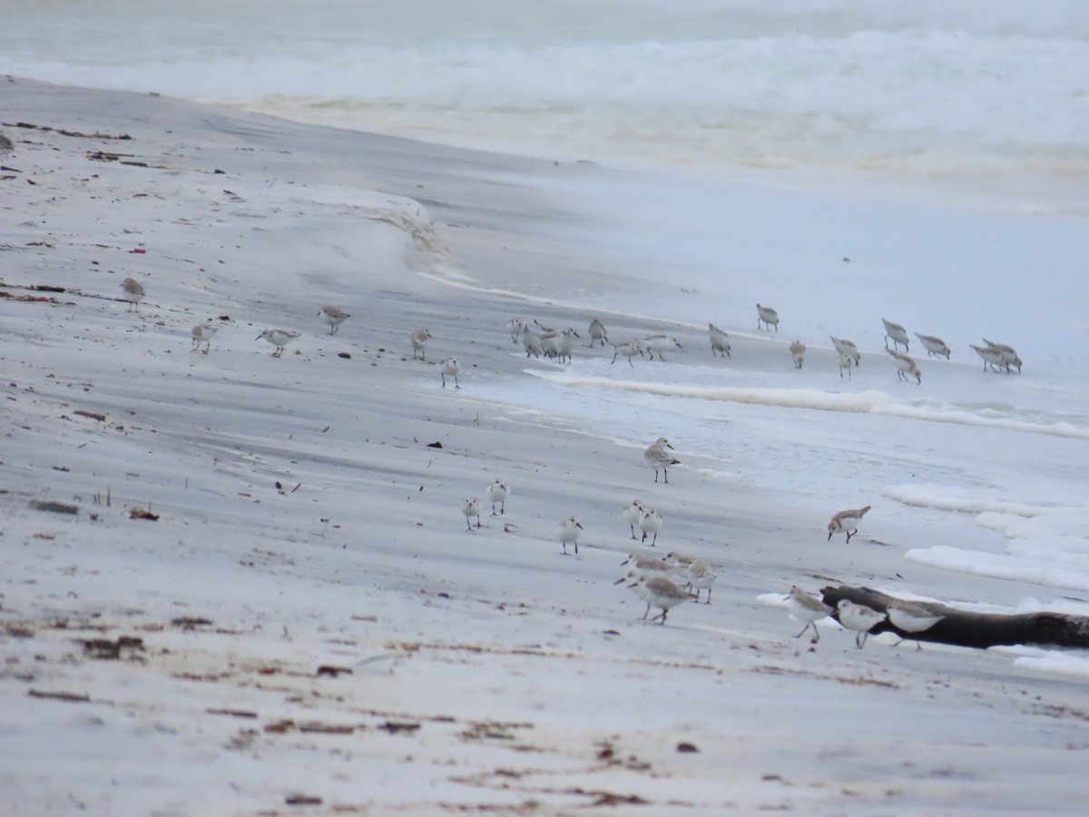Sanderling - ML643011247