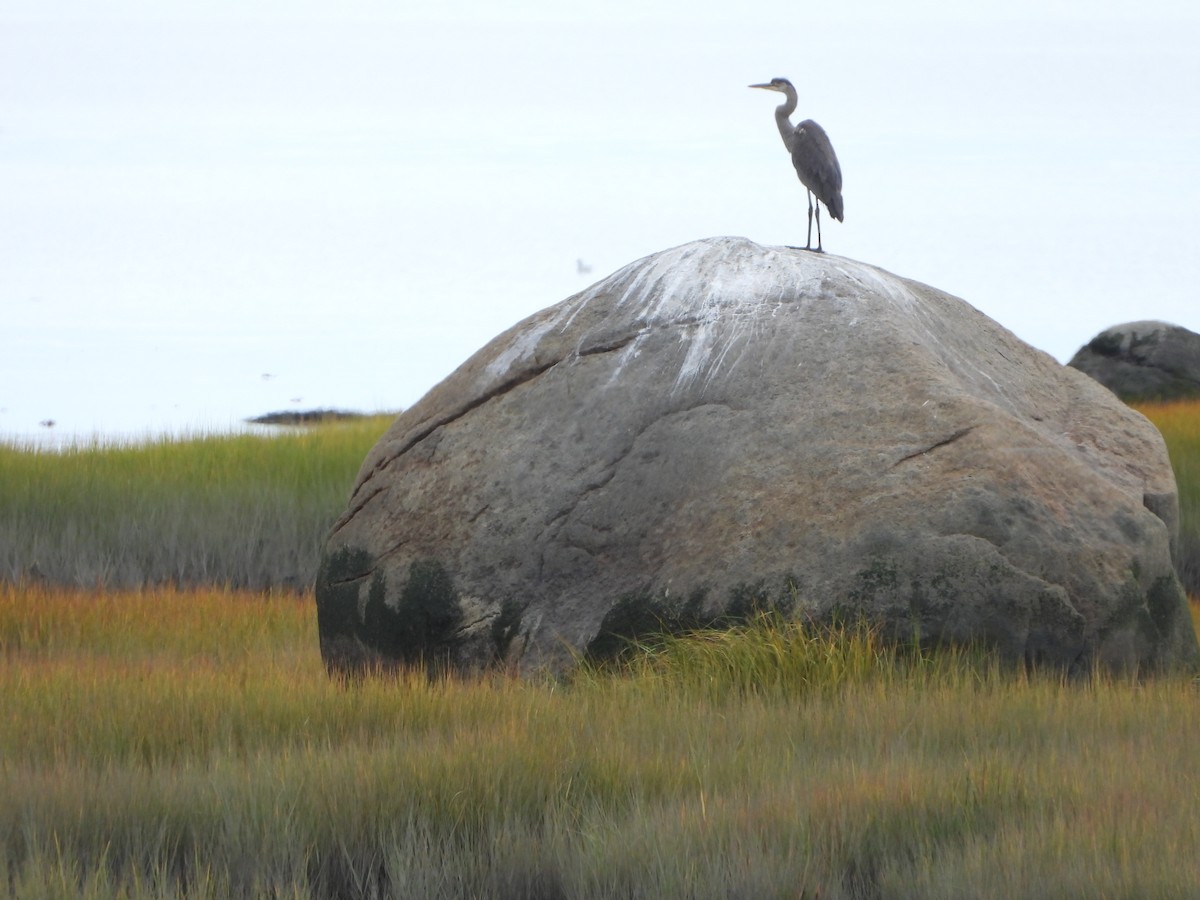 Great Blue Heron - ML643011249