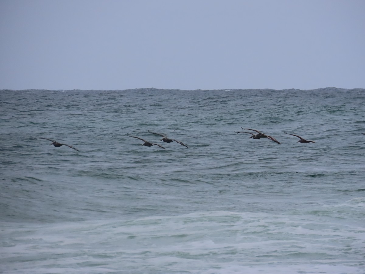 Brown Pelican - ML643011250