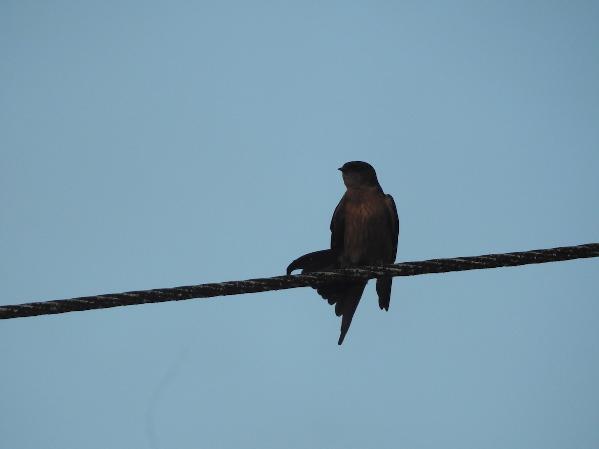 Sri Lanka Swallow - ML643011251