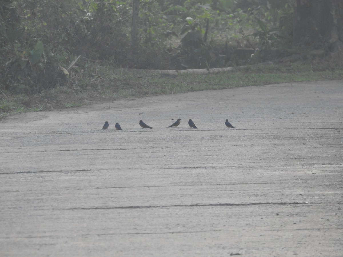Sri Lanka Swallow - ML643011252