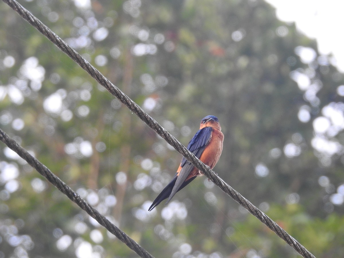Sri Lanka Swallow - ML643011253