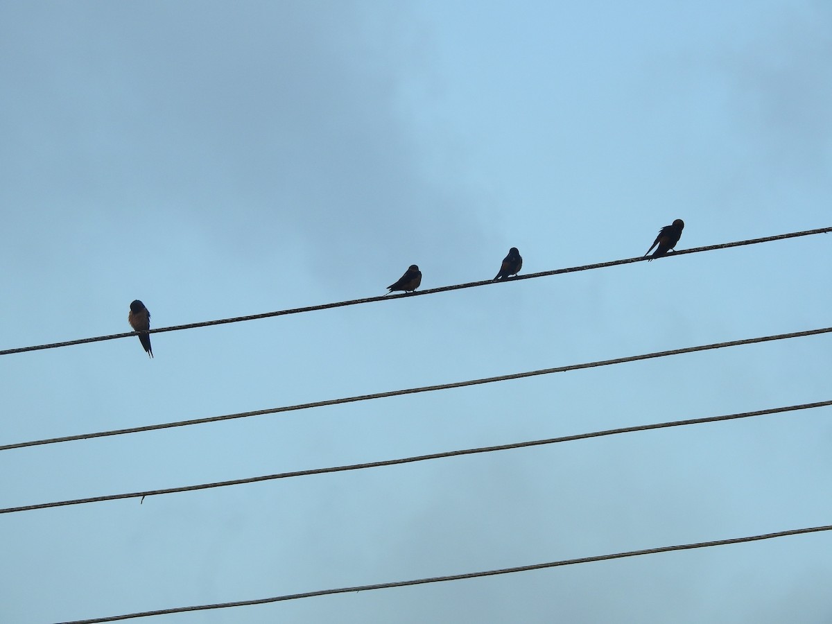 Sri Lanka Swallow - ML643011254