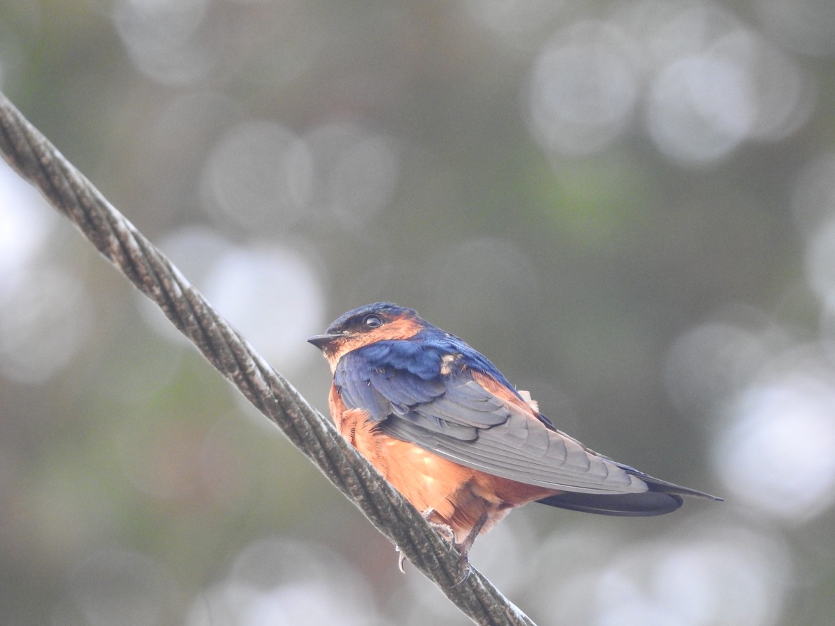 Sri Lanka Swallow - ML643011255