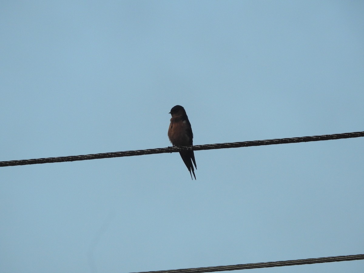 Sri Lanka Swallow - ML643011256