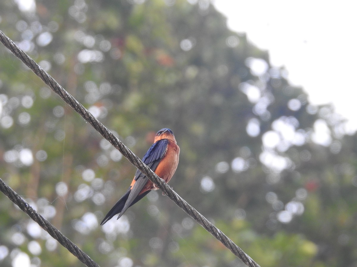 Sri Lanka Swallow - ML643011257