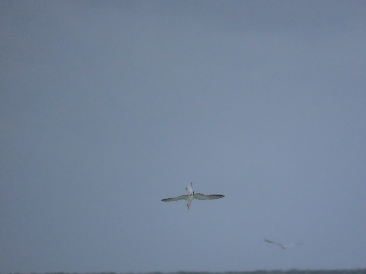 Common Tern - ML643011267
