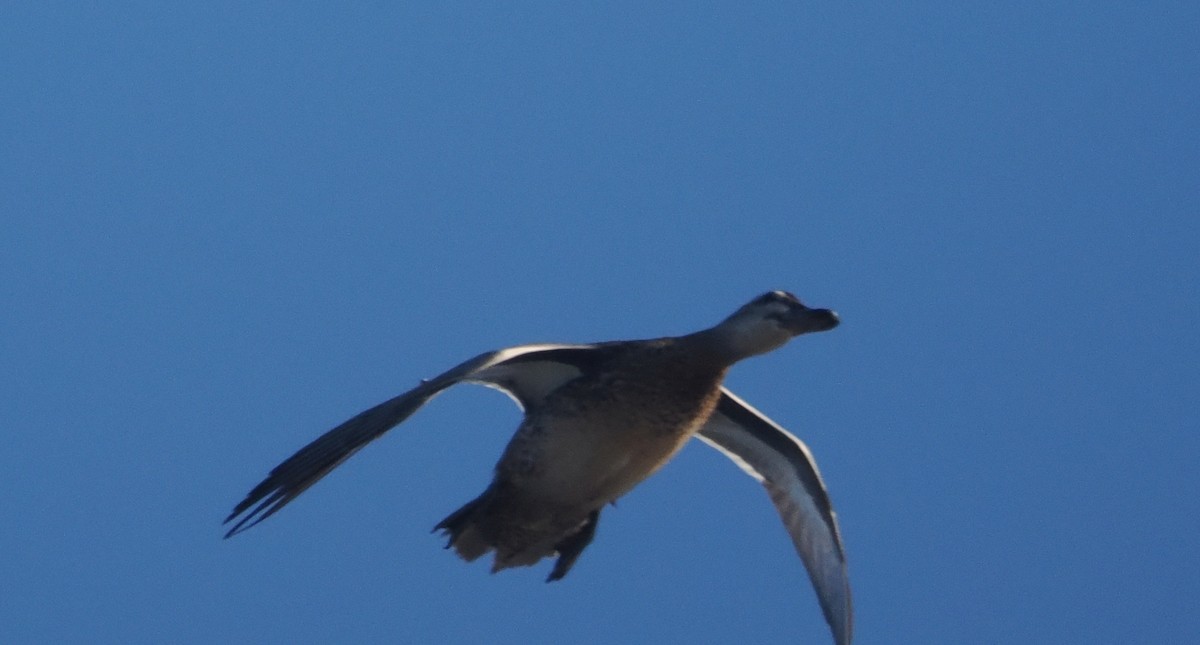 Garganey - ML643011270