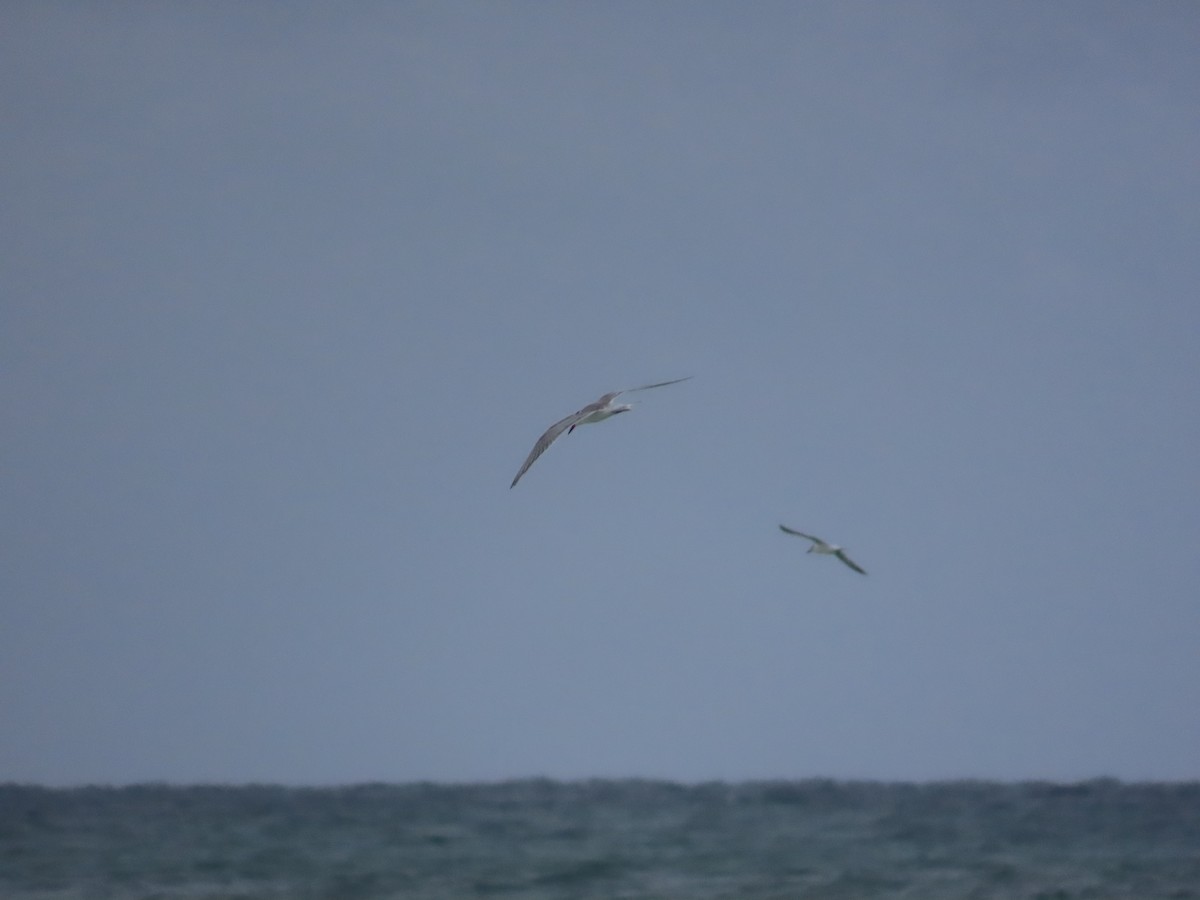Common Tern - ML643011271