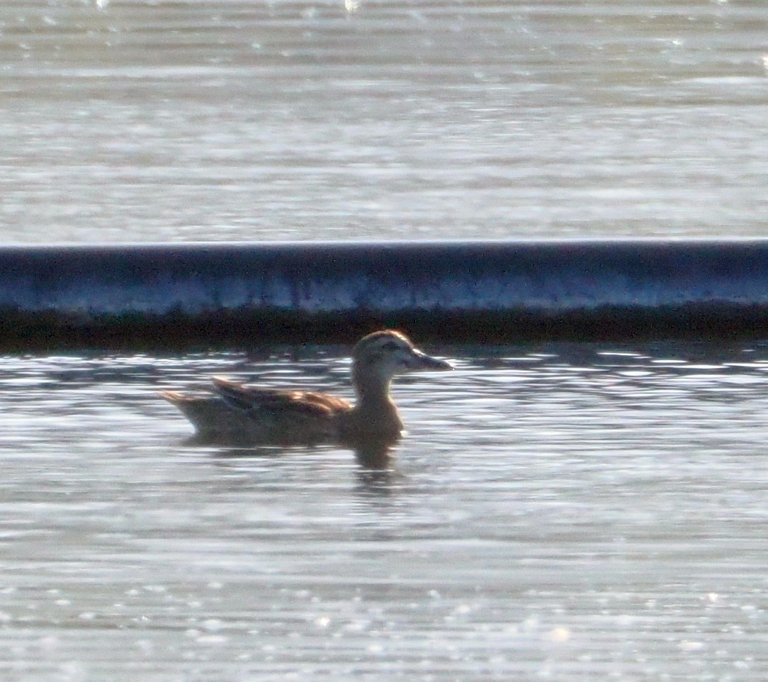 Garganey - ML643011273
