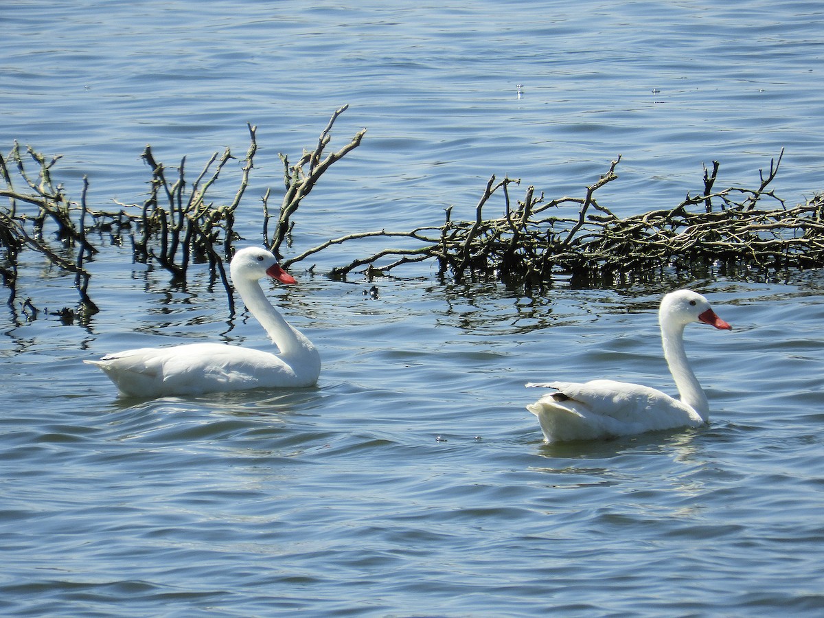 Coscoroba Swan - ML643011279
