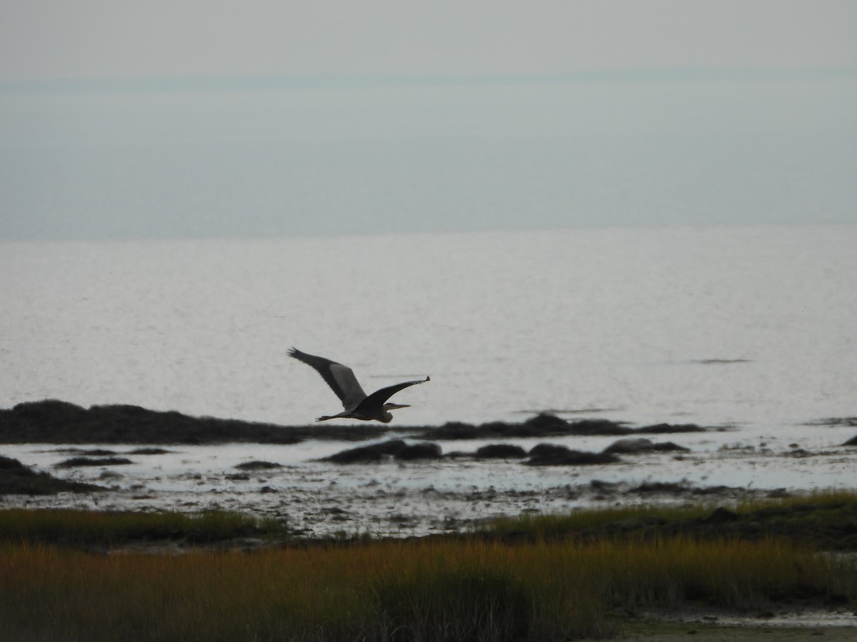 Great Blue Heron - ML643011284
