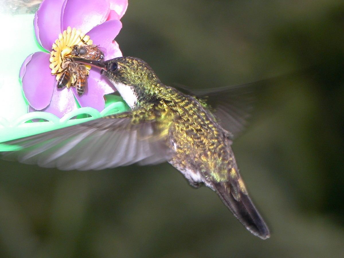 Colibri à gorge blanche - ML643011288