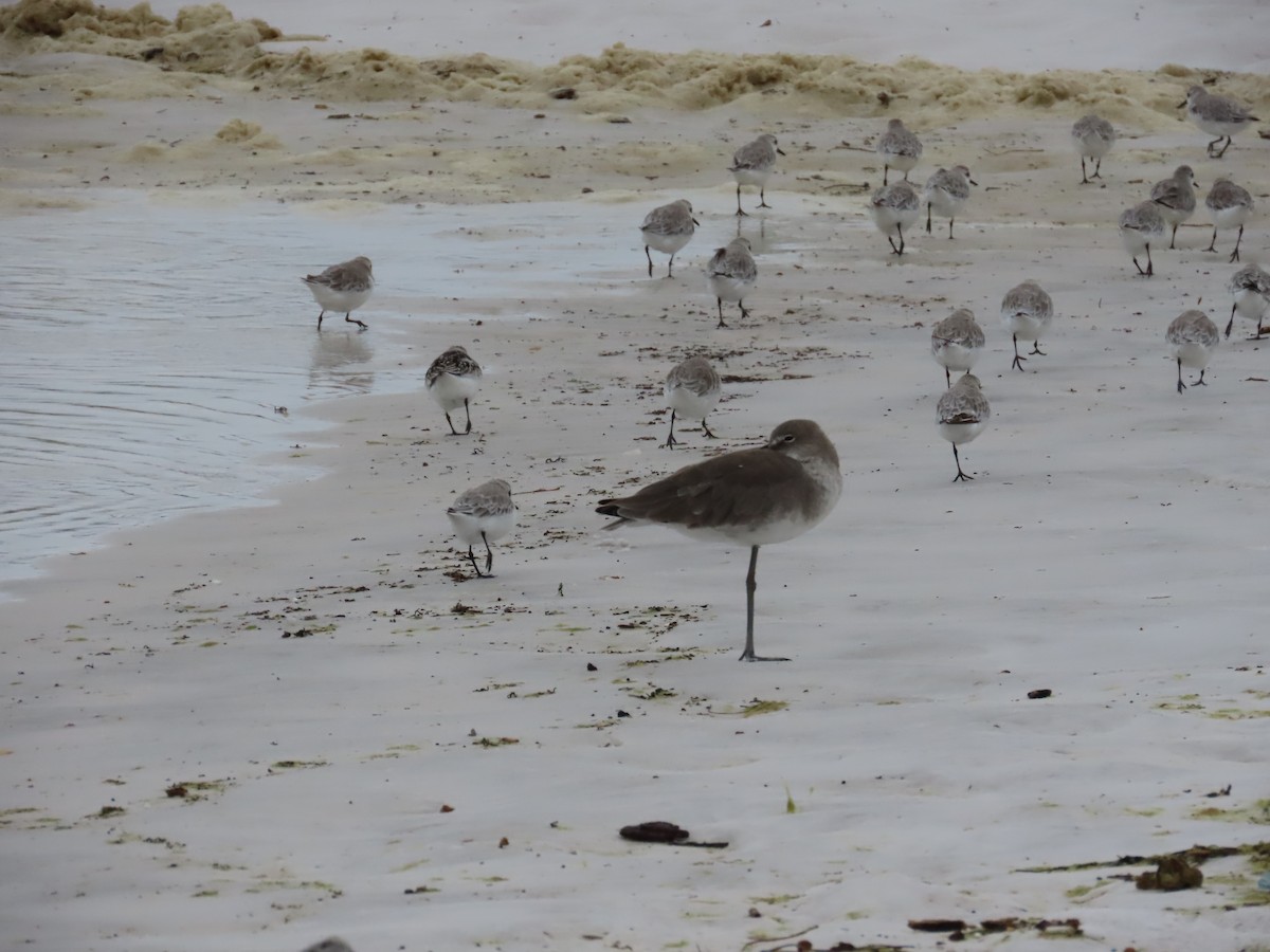 Willet - ML643011289