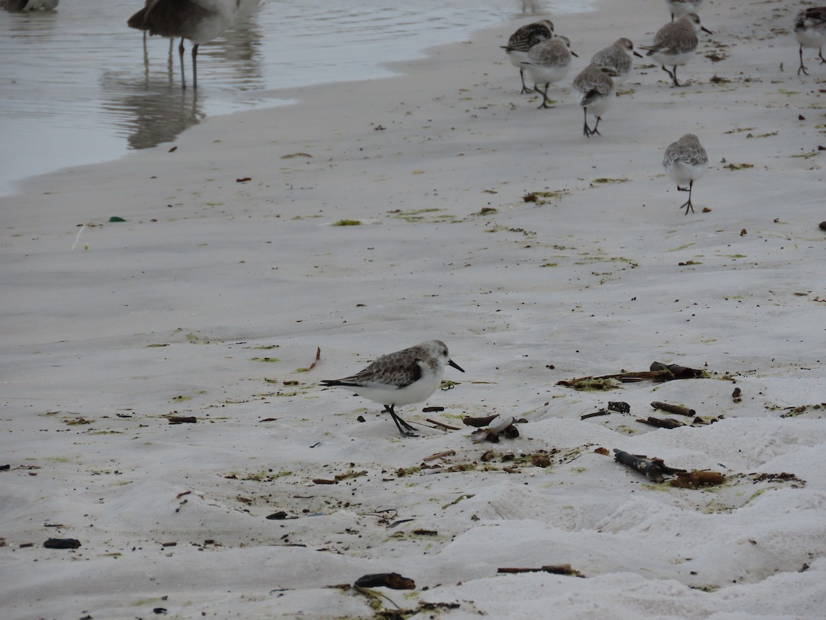 Sanderling - ML643011291