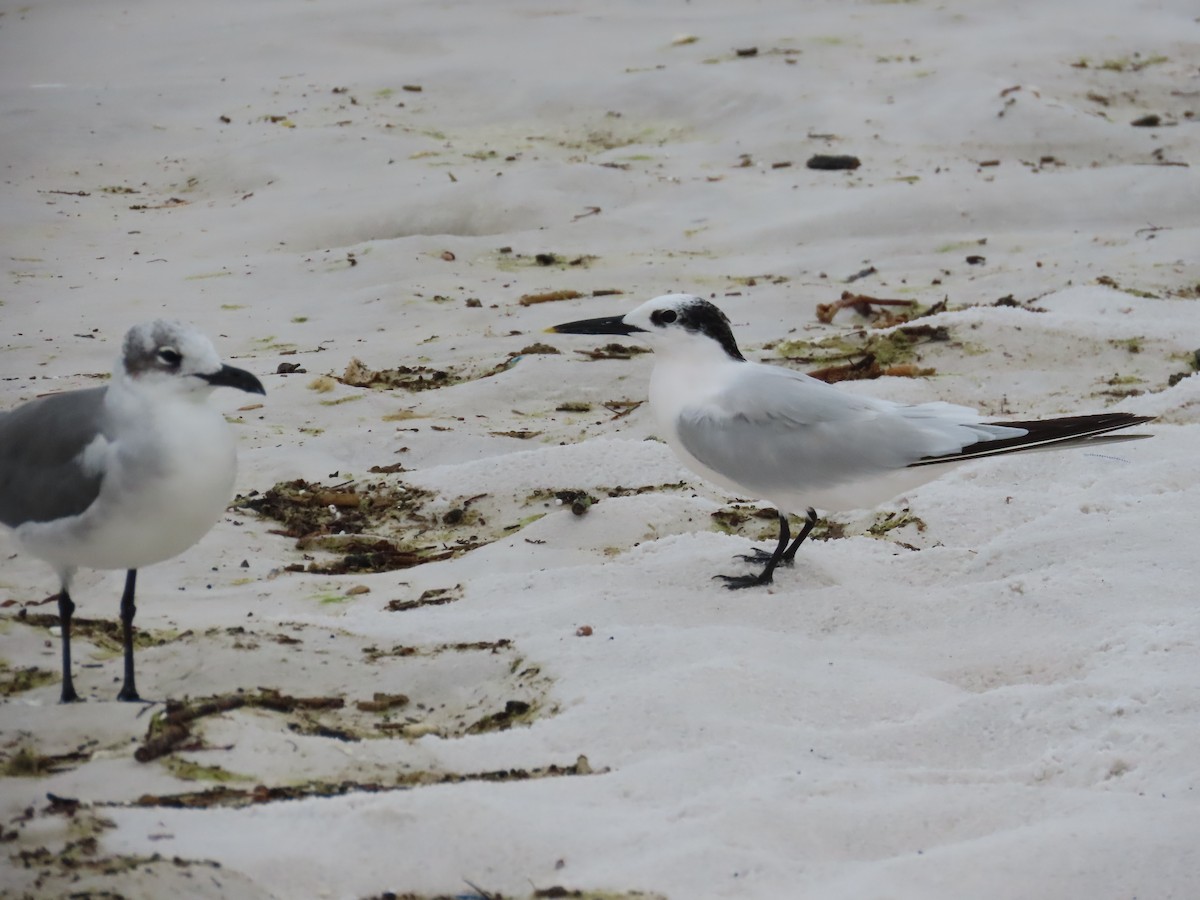 Sandwich Tern - ML643011292