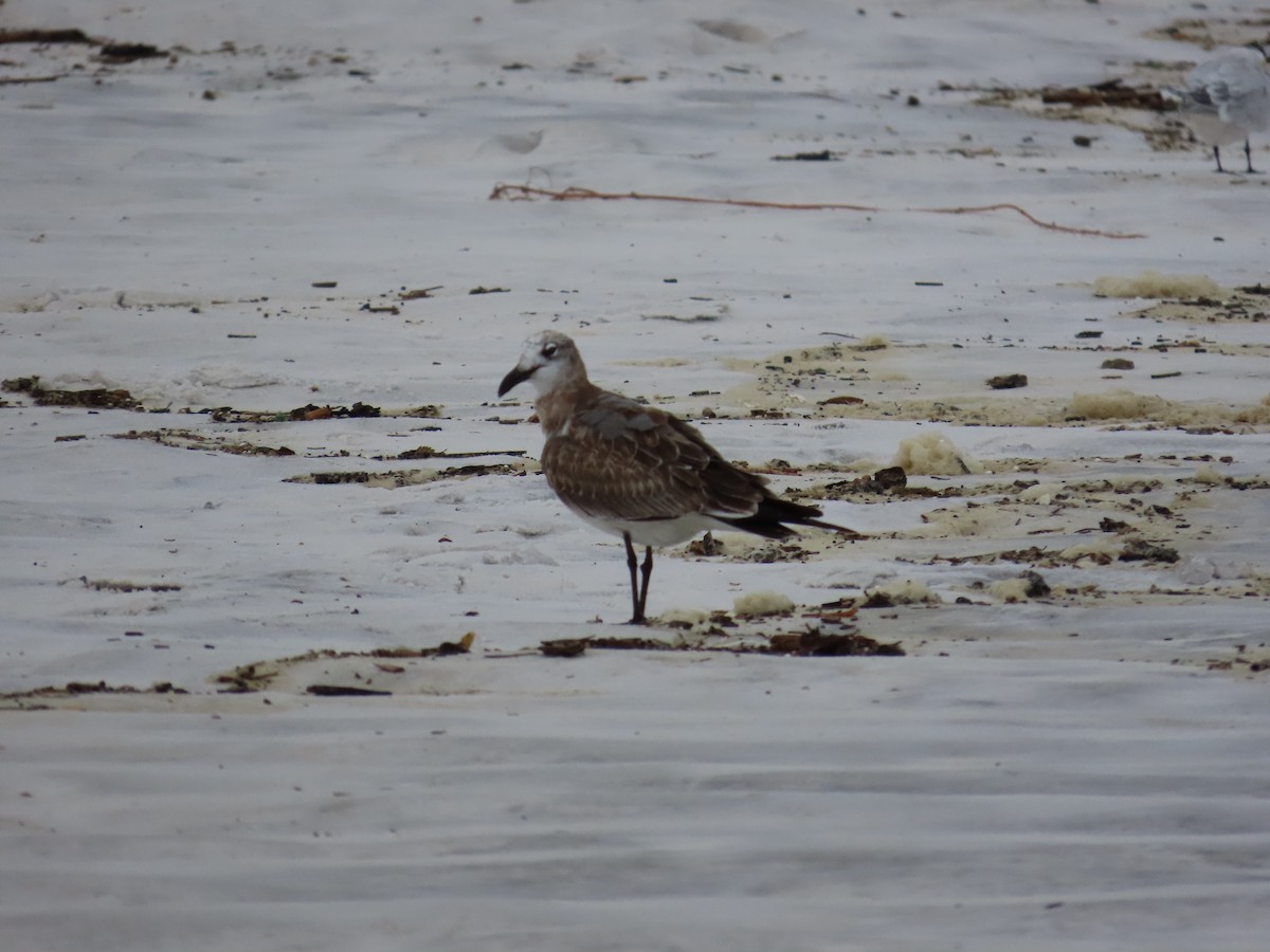 Laughing Gull - ML643011295