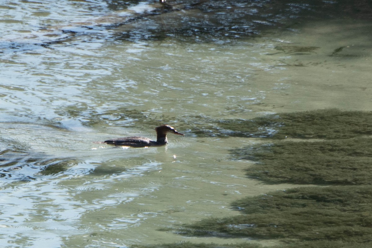 Common Merganser - ML643011296