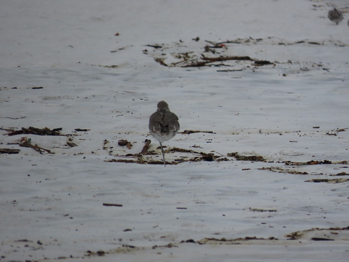 Willet - ML643011298