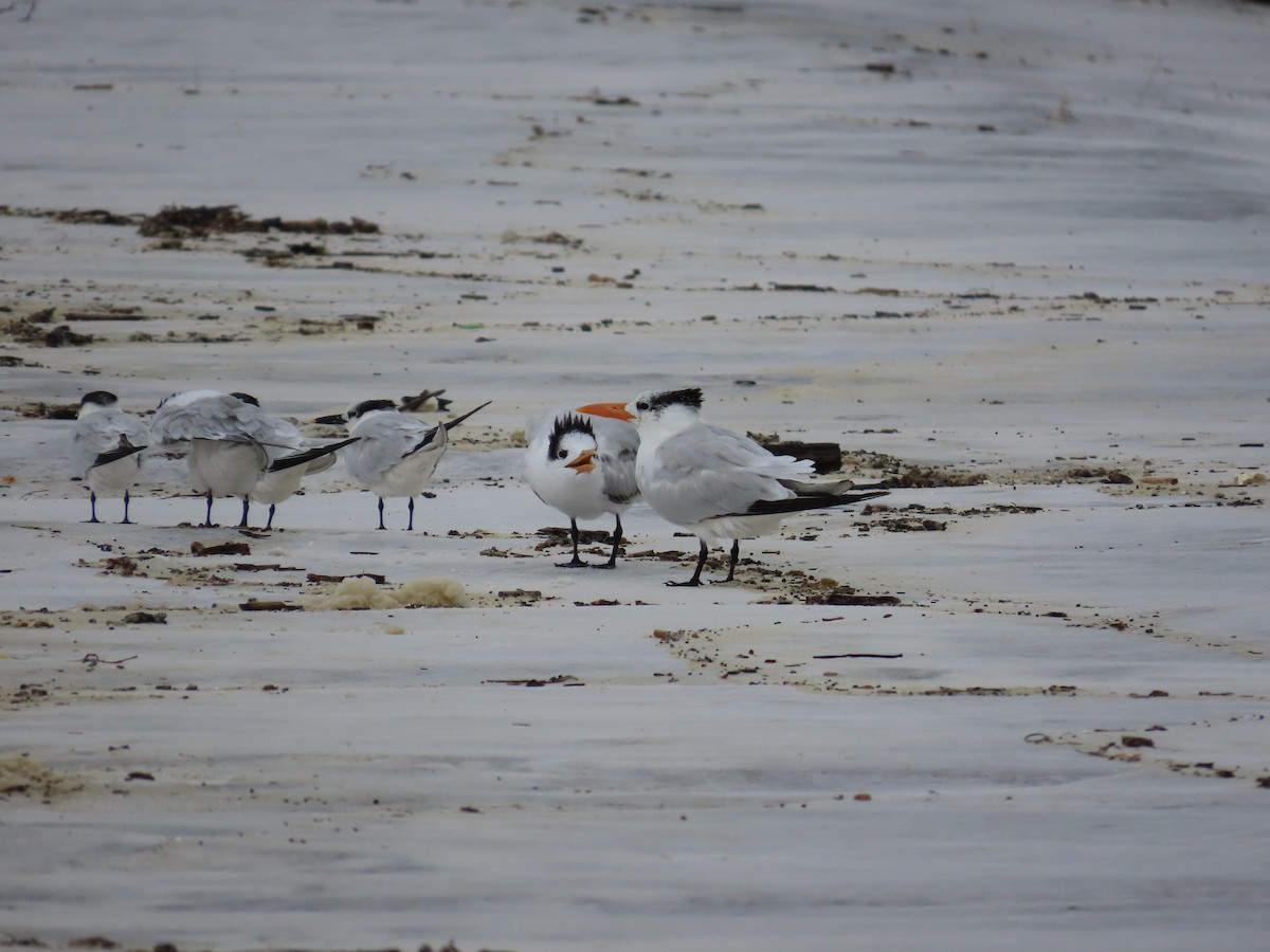 Royal Tern - ML643011300