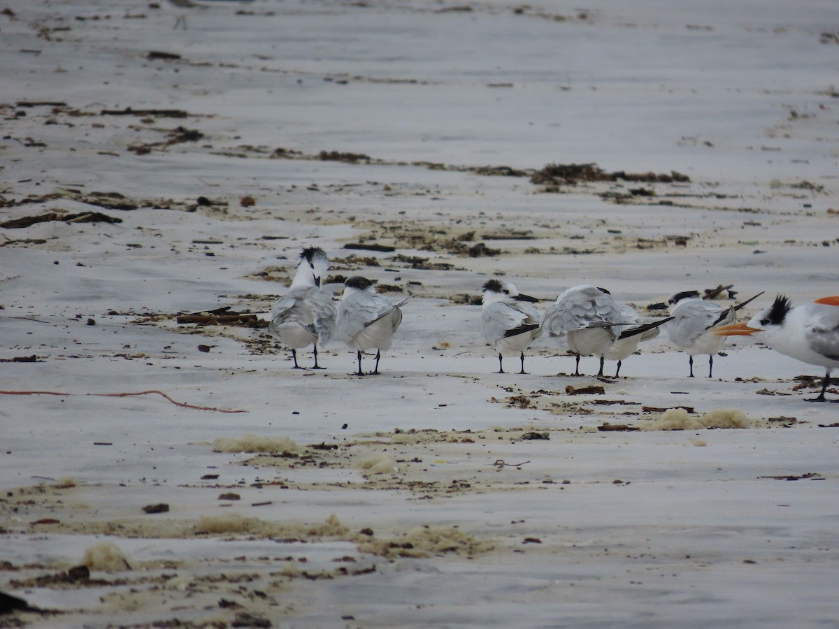 Sandwich Tern - ML643011302