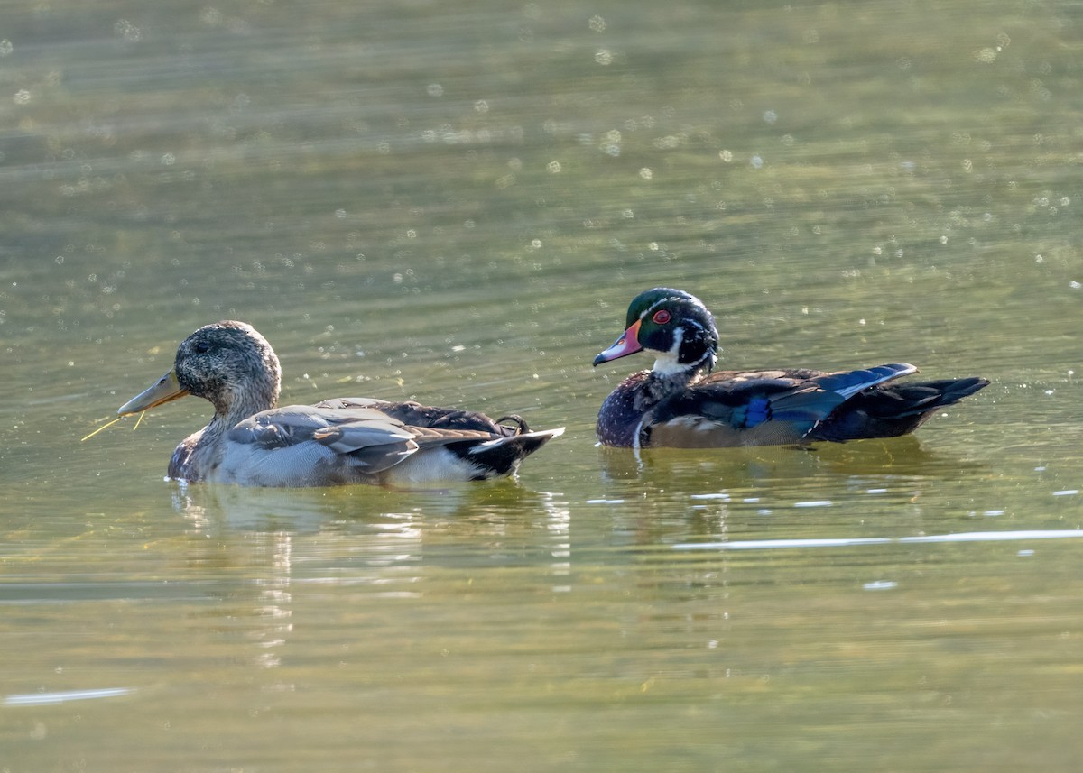 Wood Duck - ML643011304