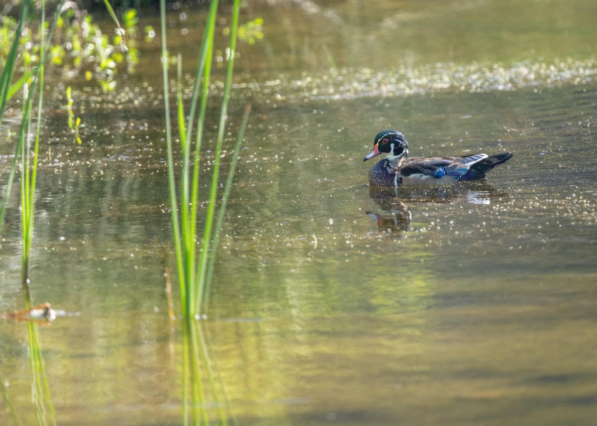 Wood Duck - ML643011305