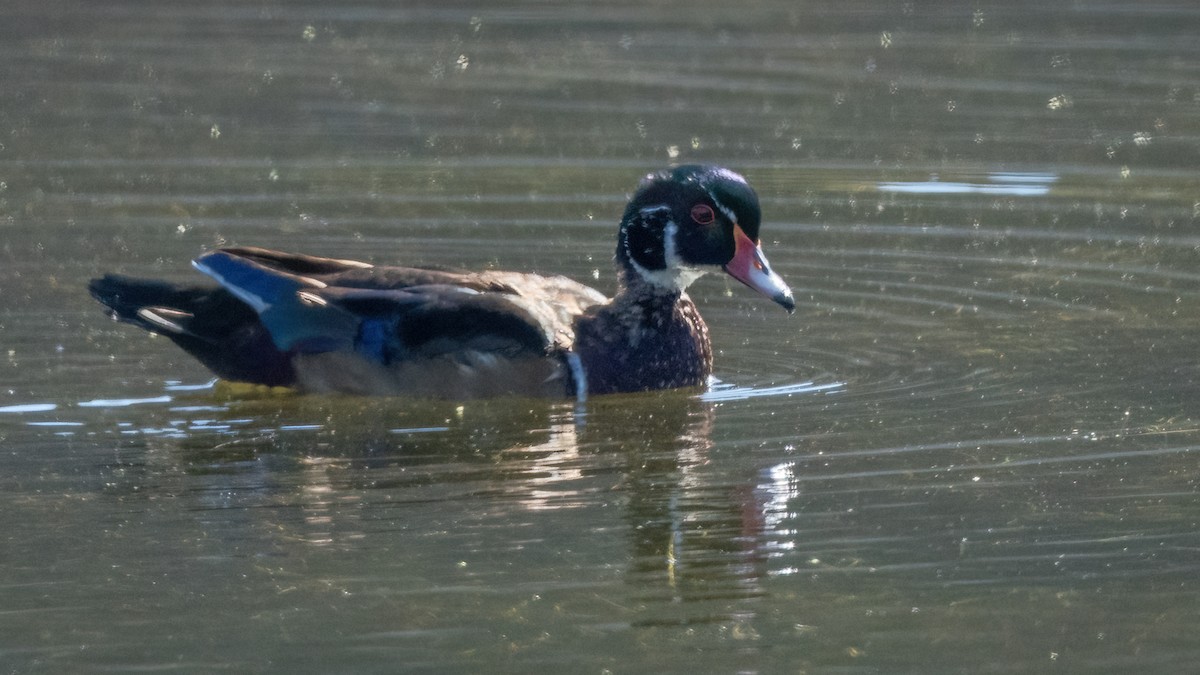 Wood Duck - ML643011306