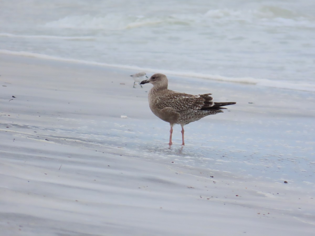 American Herring Gull - ML643011307