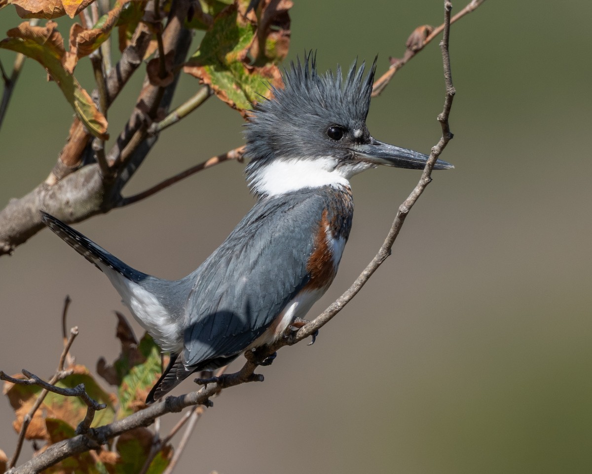 Belted Kingfisher - ML643011319