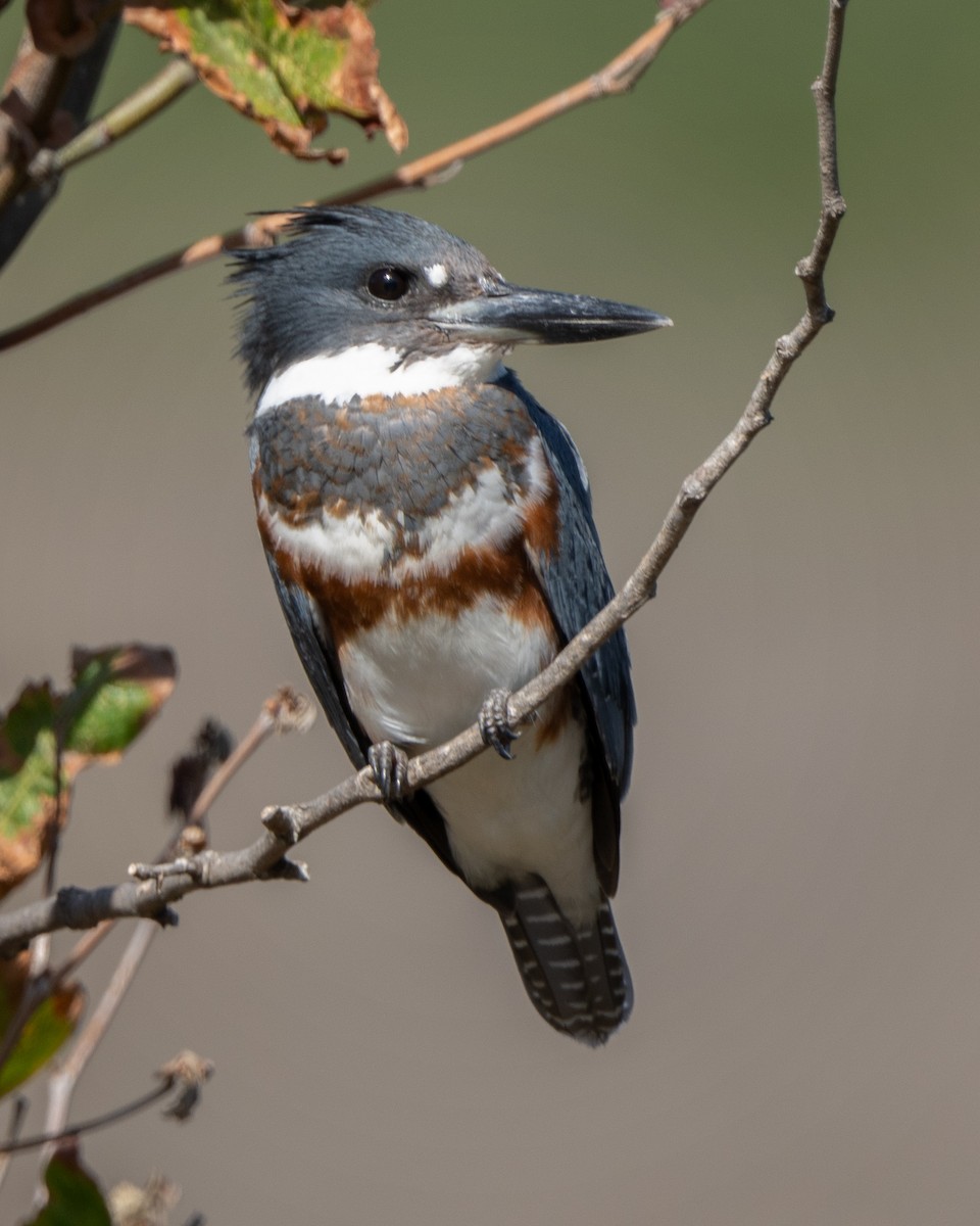 Belted Kingfisher - ML643011320