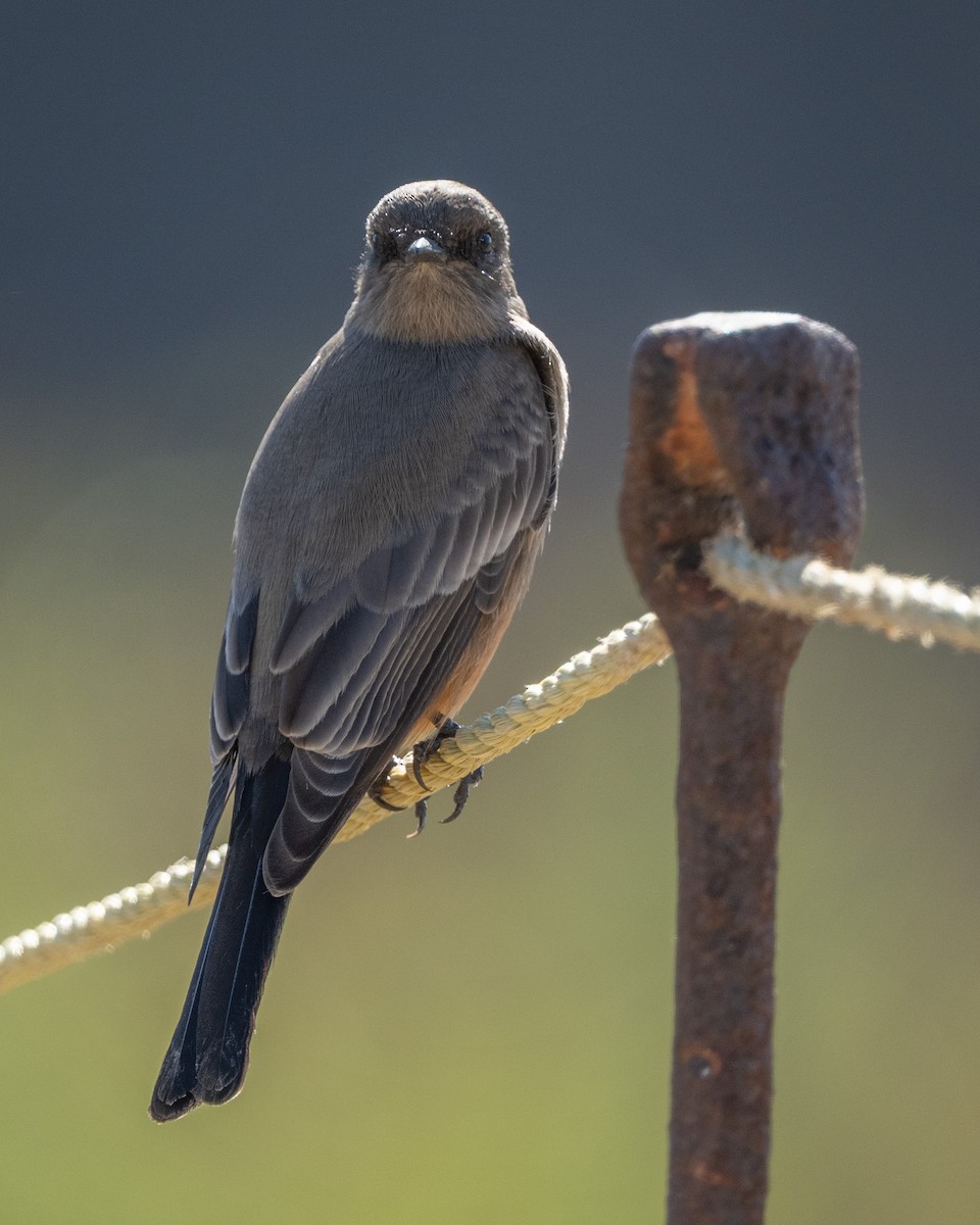 Say's Phoebe - ML643011324
